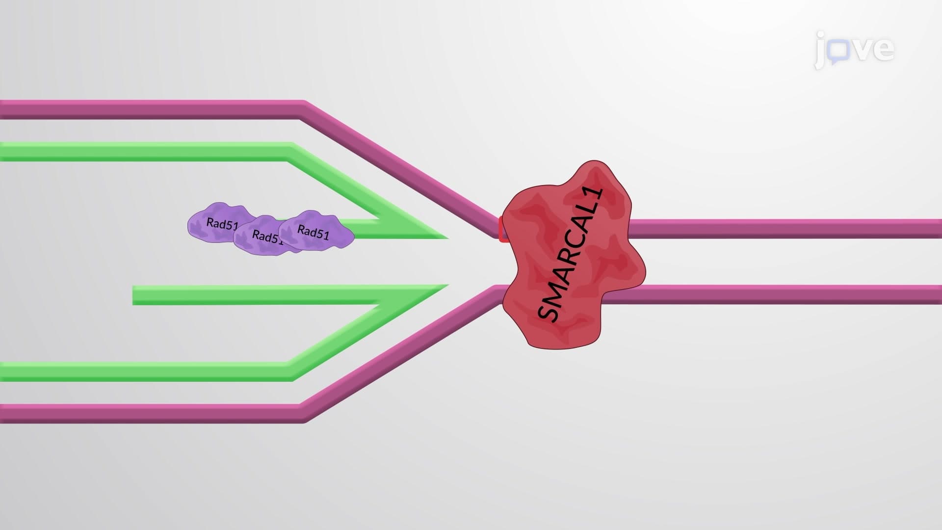 Protein-templated synthesis of dinucleotide repeat DNA by an antiphage ...
