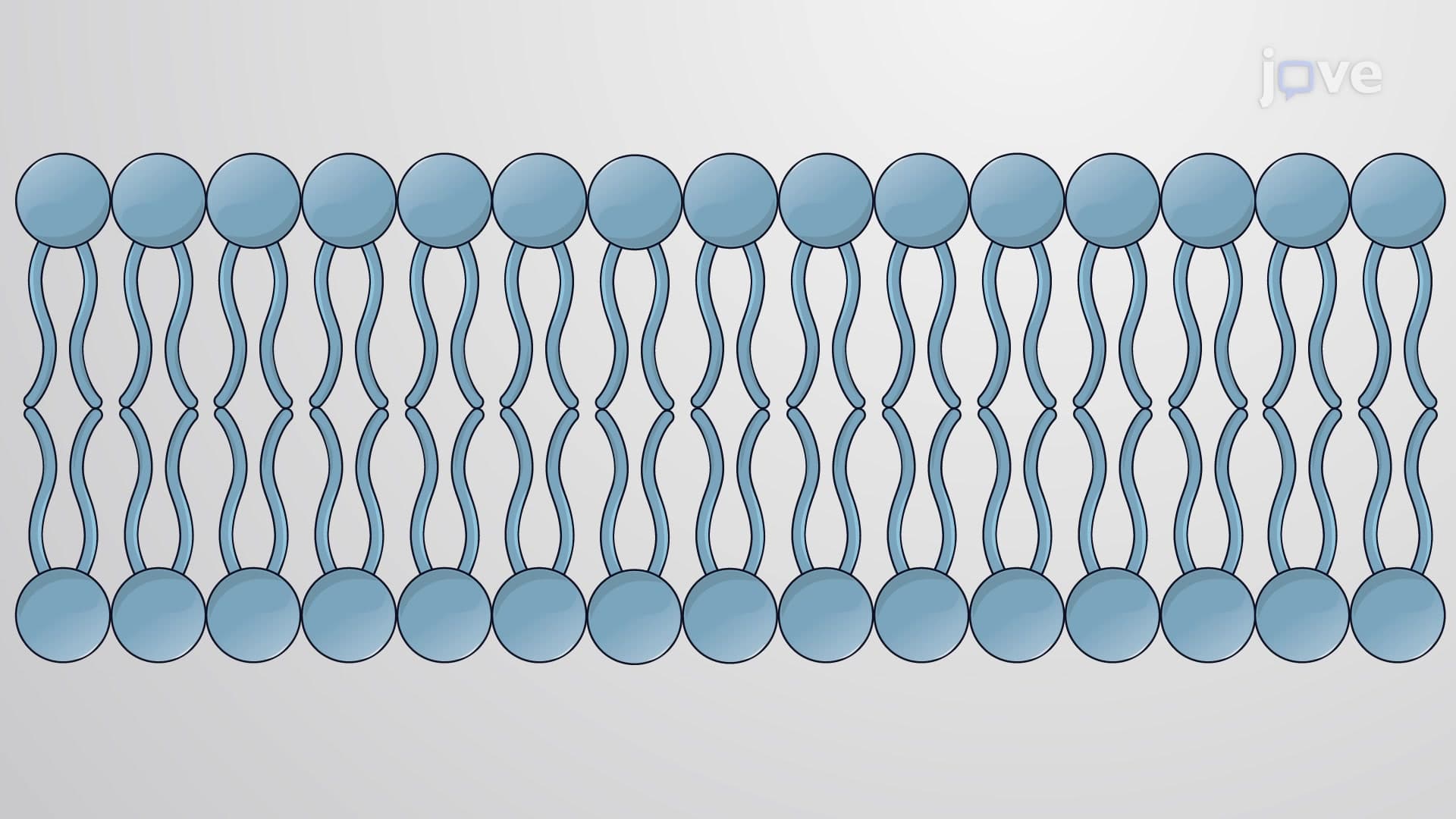 What are Membranes?