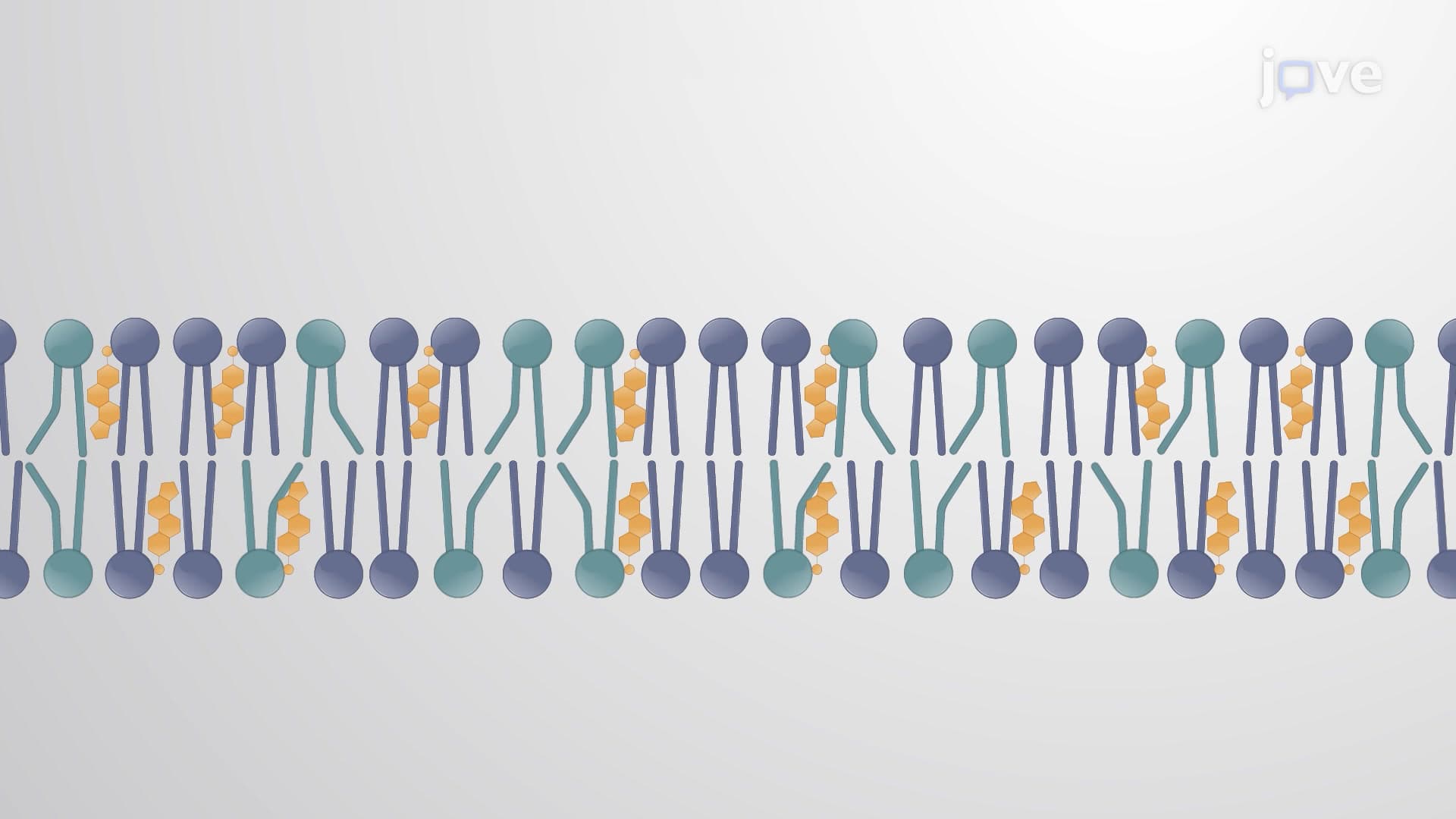 Membrane Fluidity