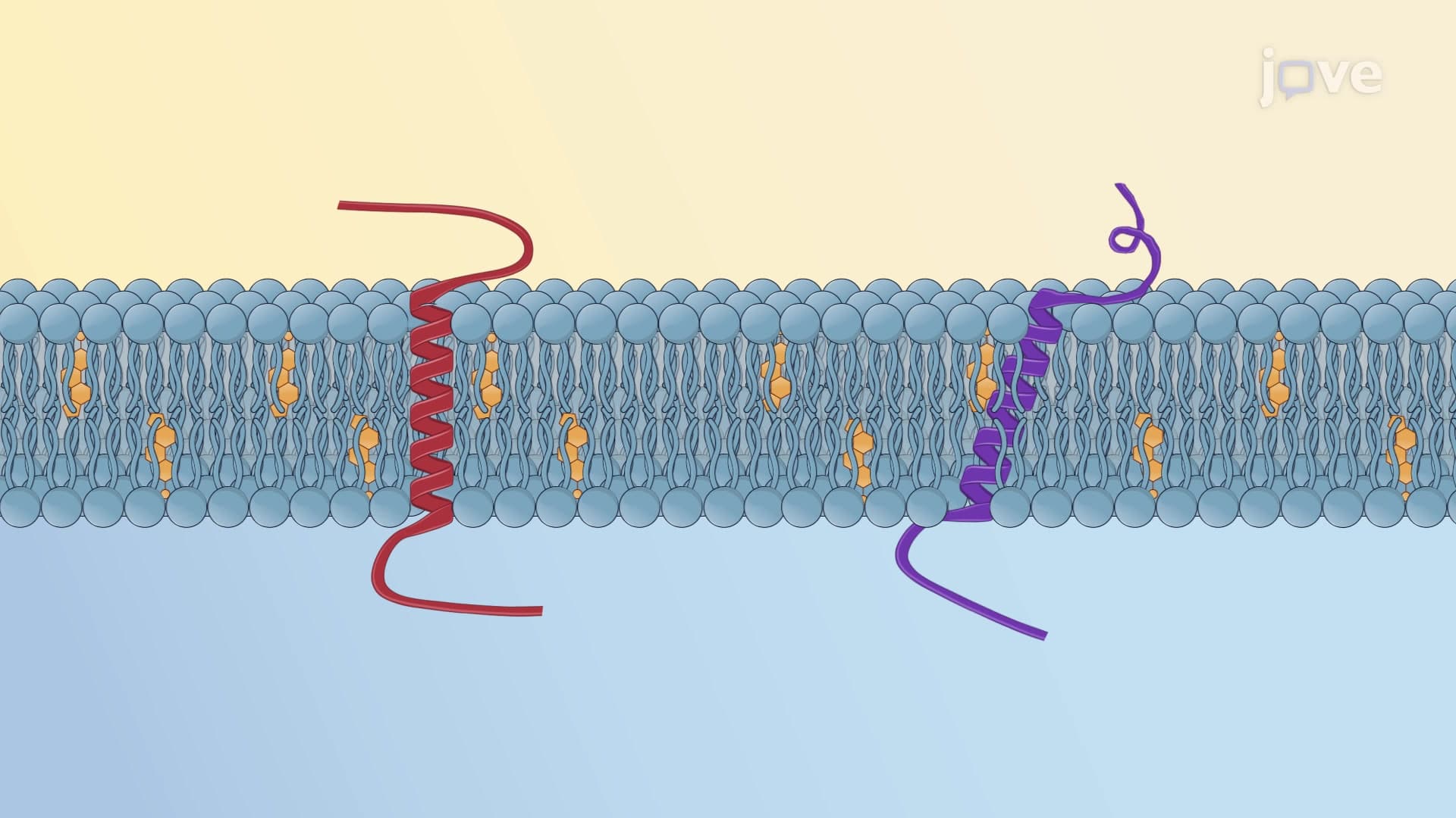 Single-pass Transmembrane Proteins