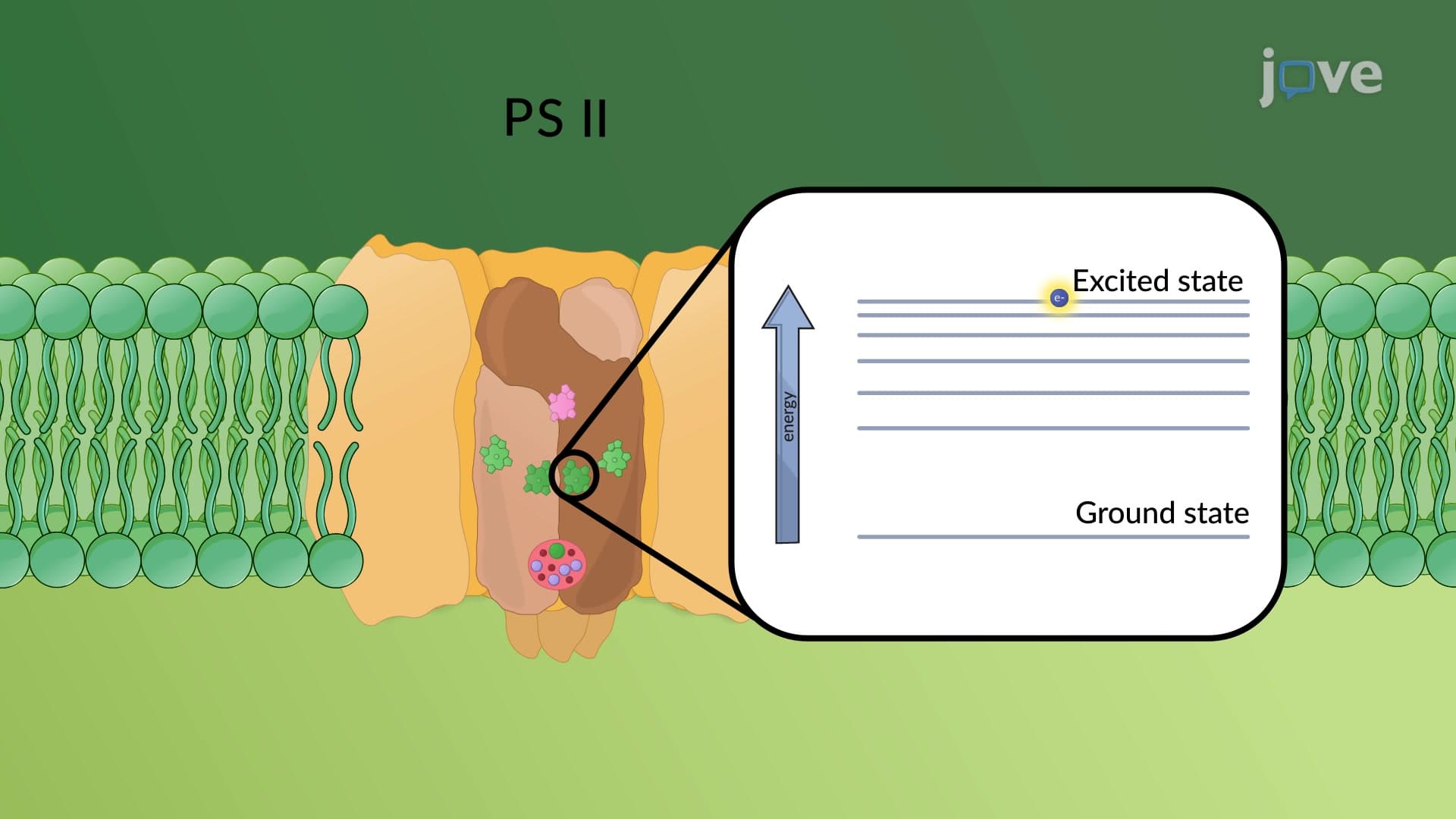 The Photochemical Reaction Center