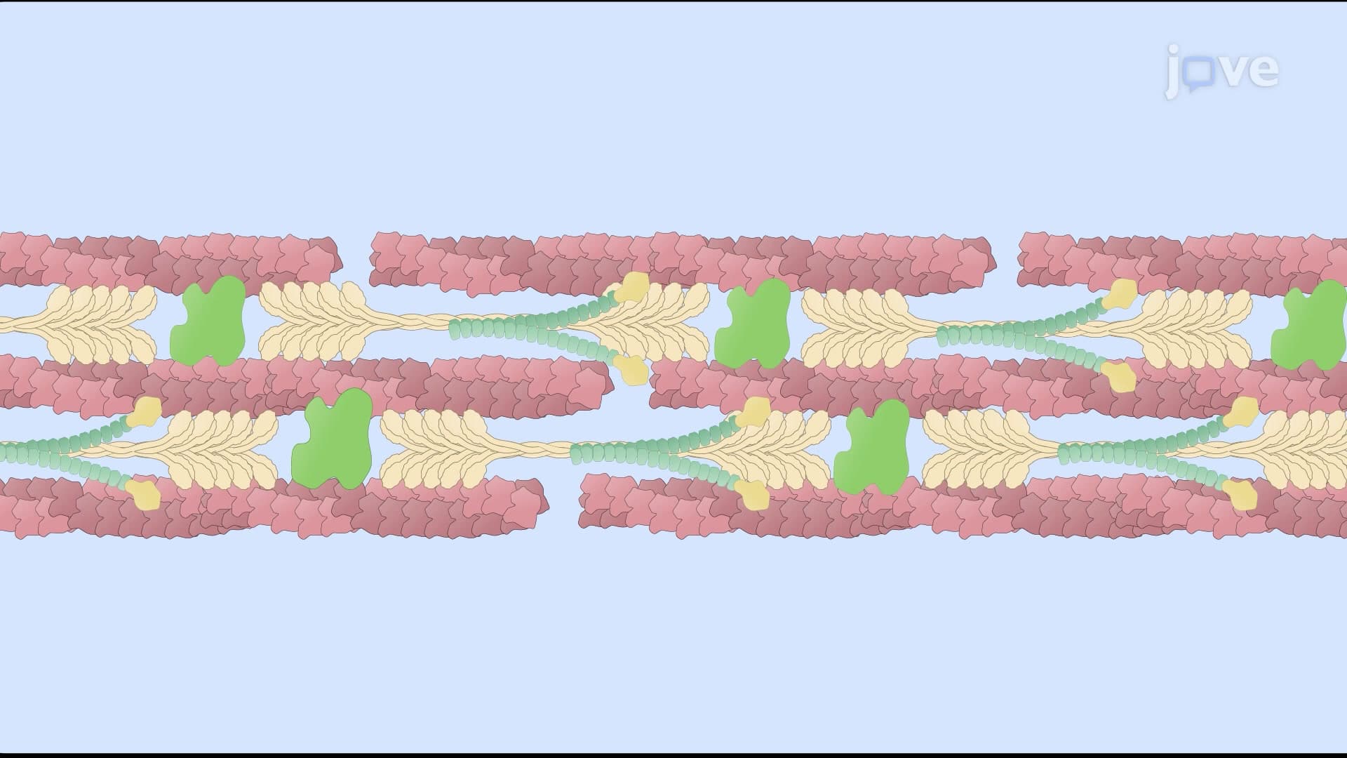The Role of Actin and Myosin in Non-muscle Cells