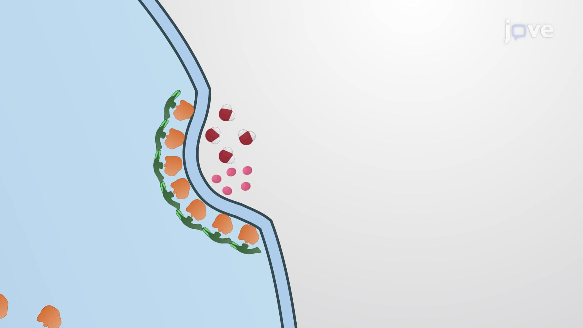 Pinocytosis
