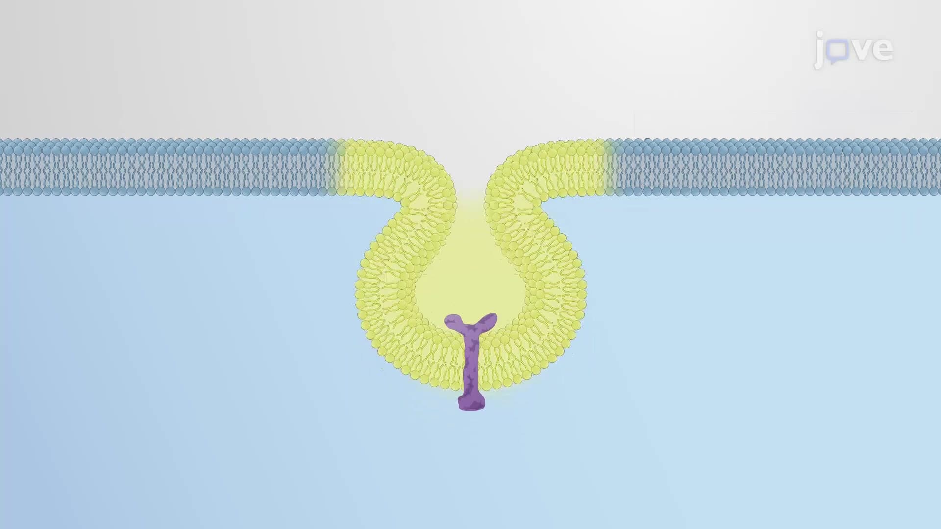 Enlargement of the Plasma Membrane
