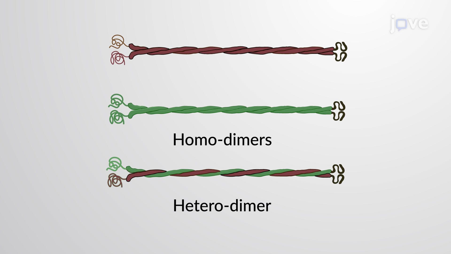 Types of Intermediate Filaments