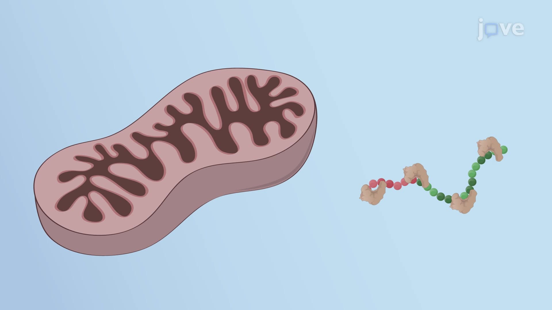 Mitochondrial Protein Sorting