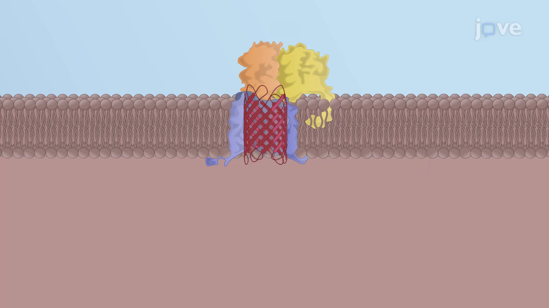 Porin Insertion in the Outer Mitochondrial Membrane