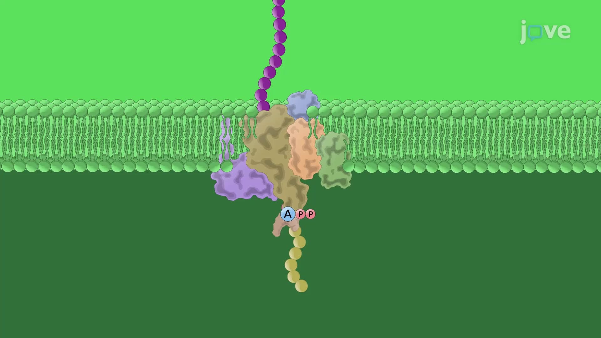 StHY5 activates StSP6A to control photoperiod-induced tuberization in ...