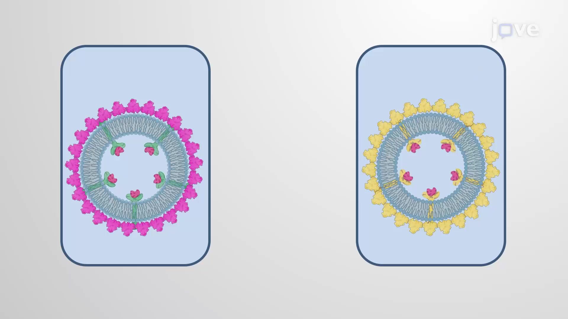 COP Coated Vesicles