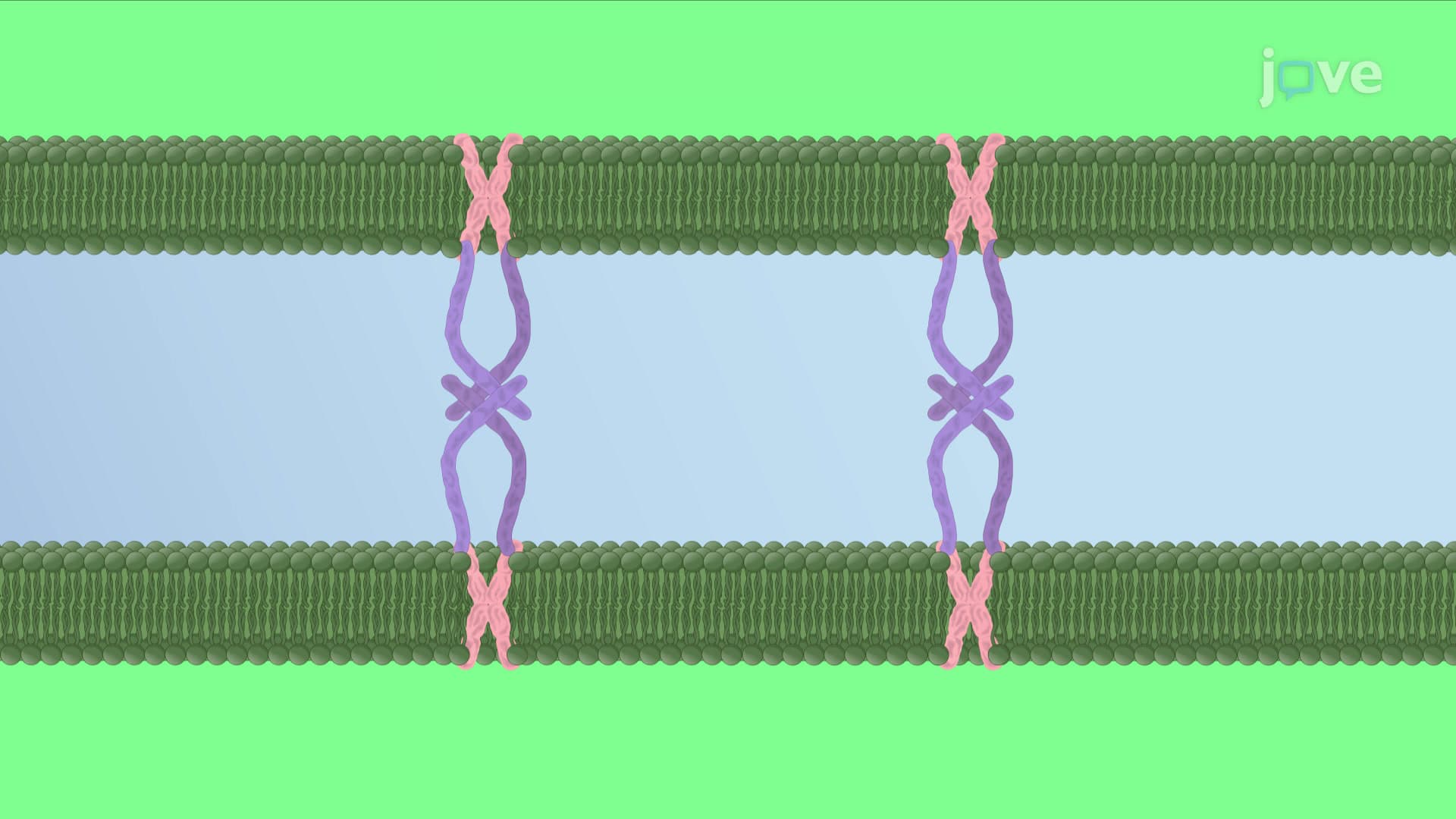 Golgi Matrix Proteins