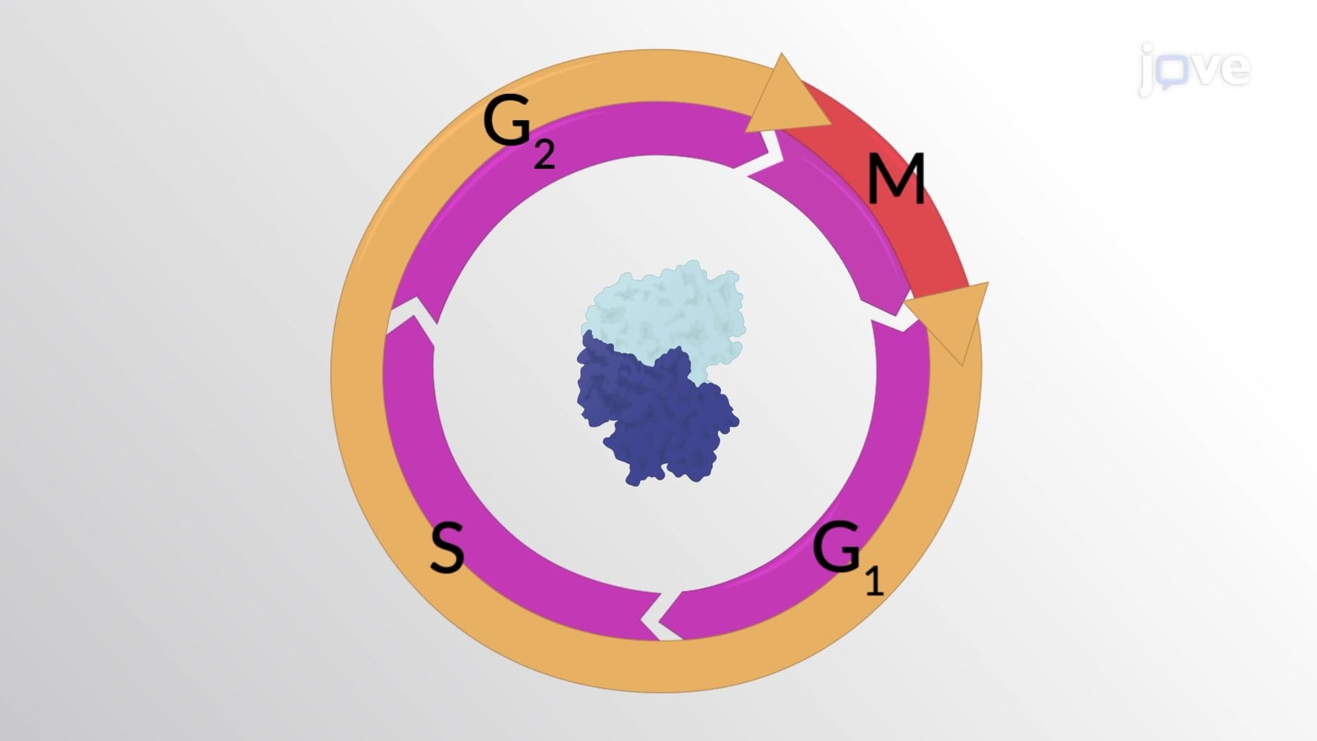 The Cell Cycle Control System