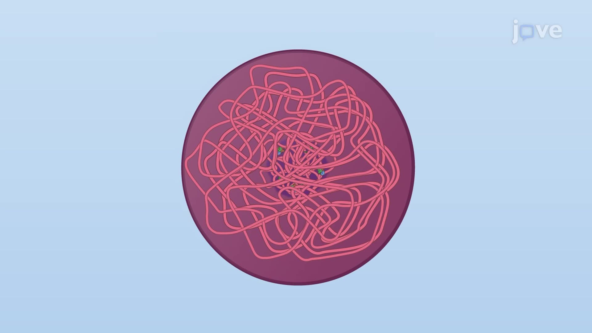 Duplication of Chromatin Structure