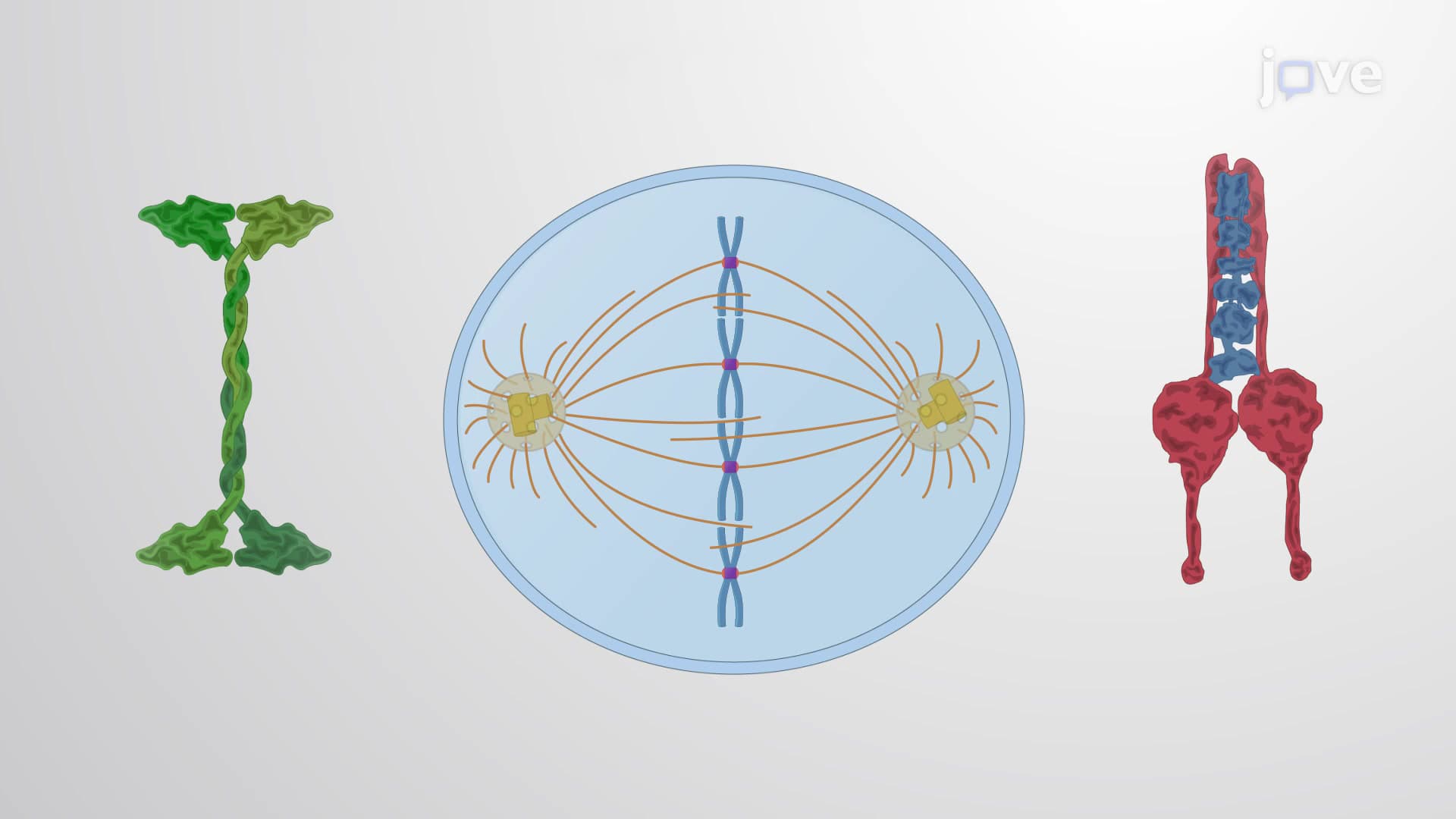The Mitotic Spindle