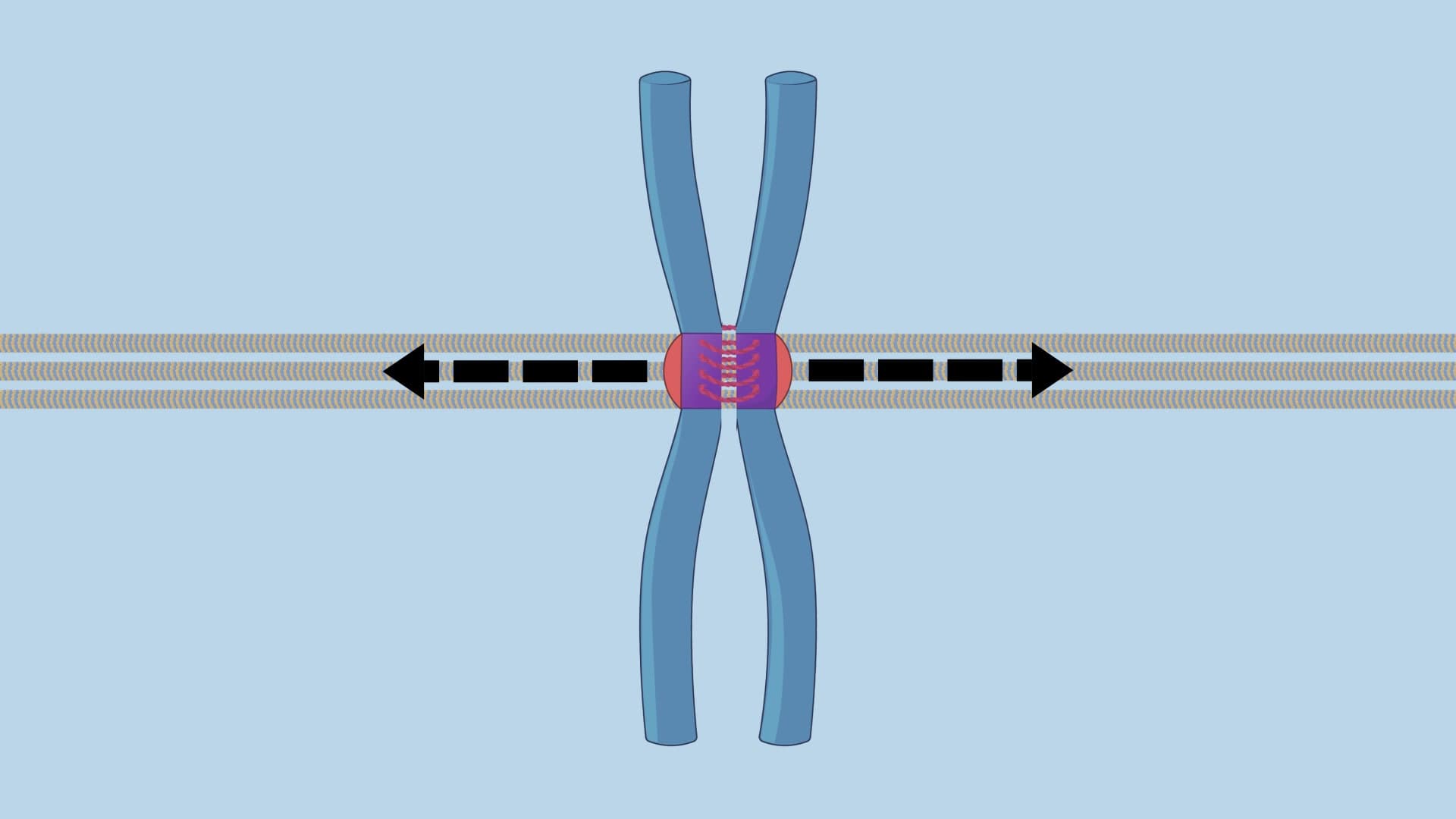 Separation of Sister Chromatids
