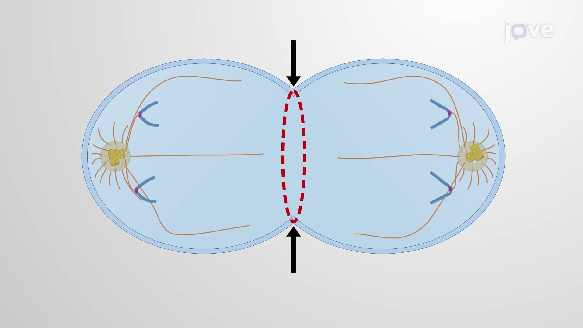 The Contractile Ring