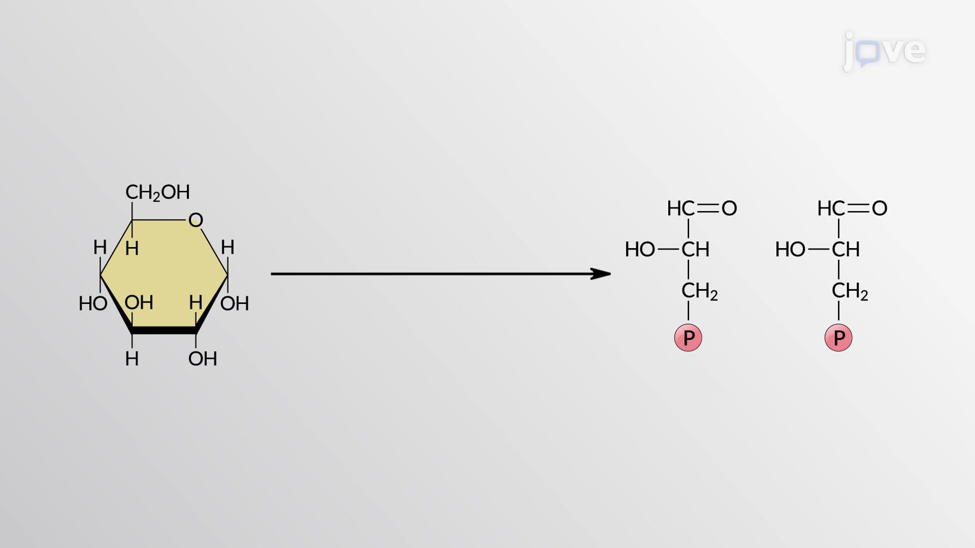 Glycolysis: Preparatory Phase