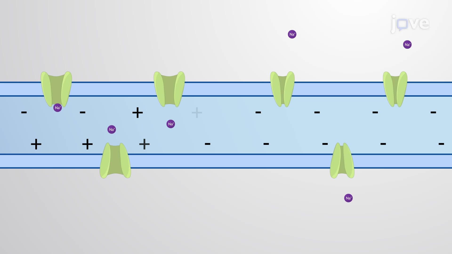 The Role of Ion Channels in Neuronal Computation