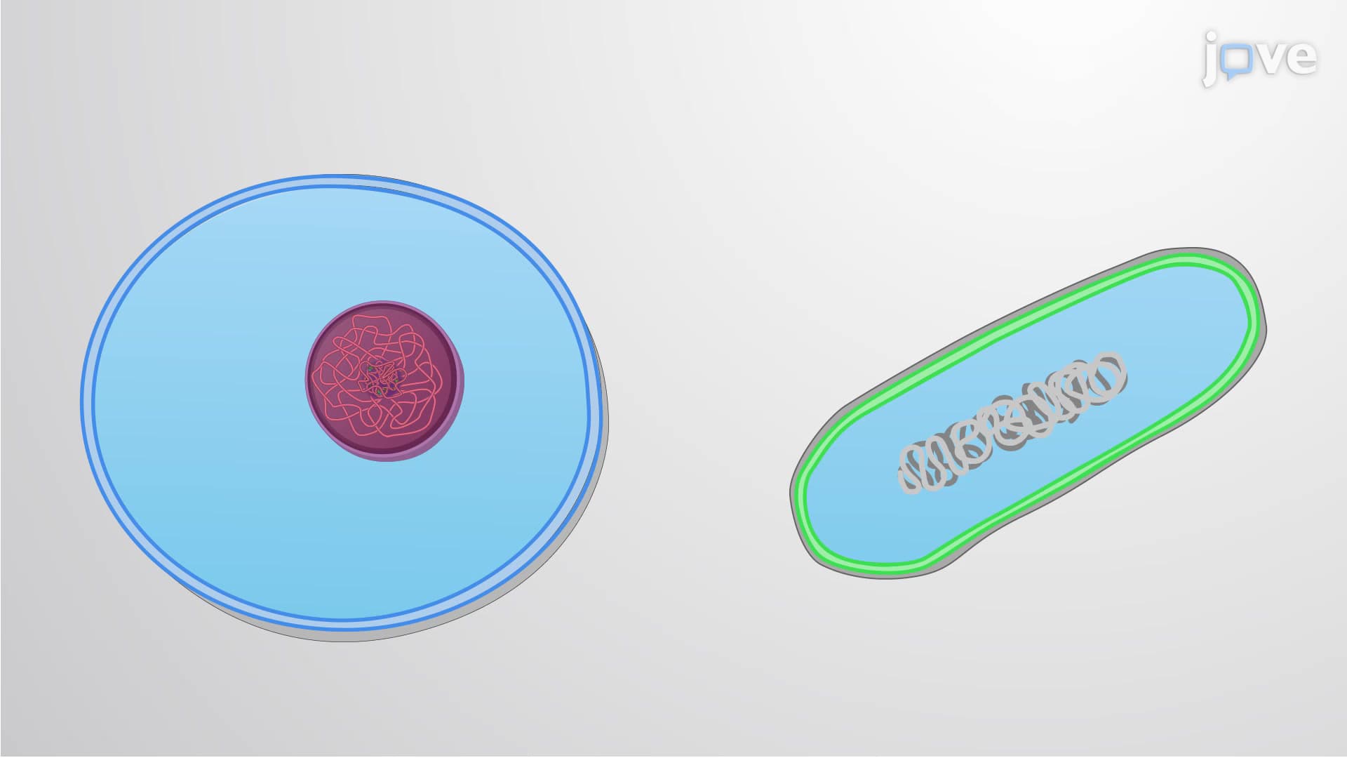 Cytoplasm