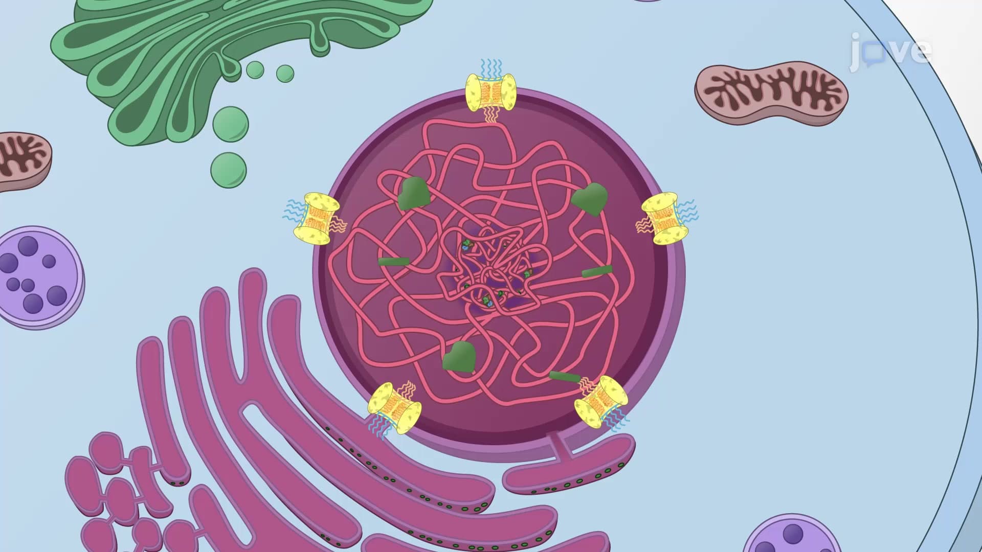 The Nucleus