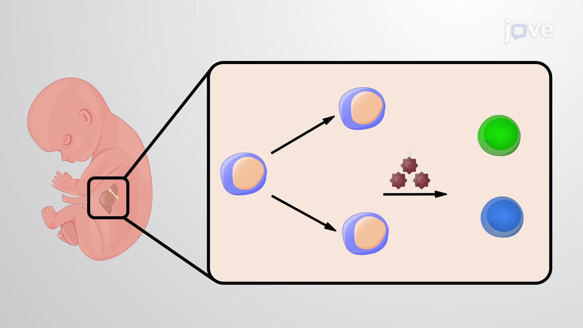Mutation-dependent responses to sleep and exercise in clonal ...