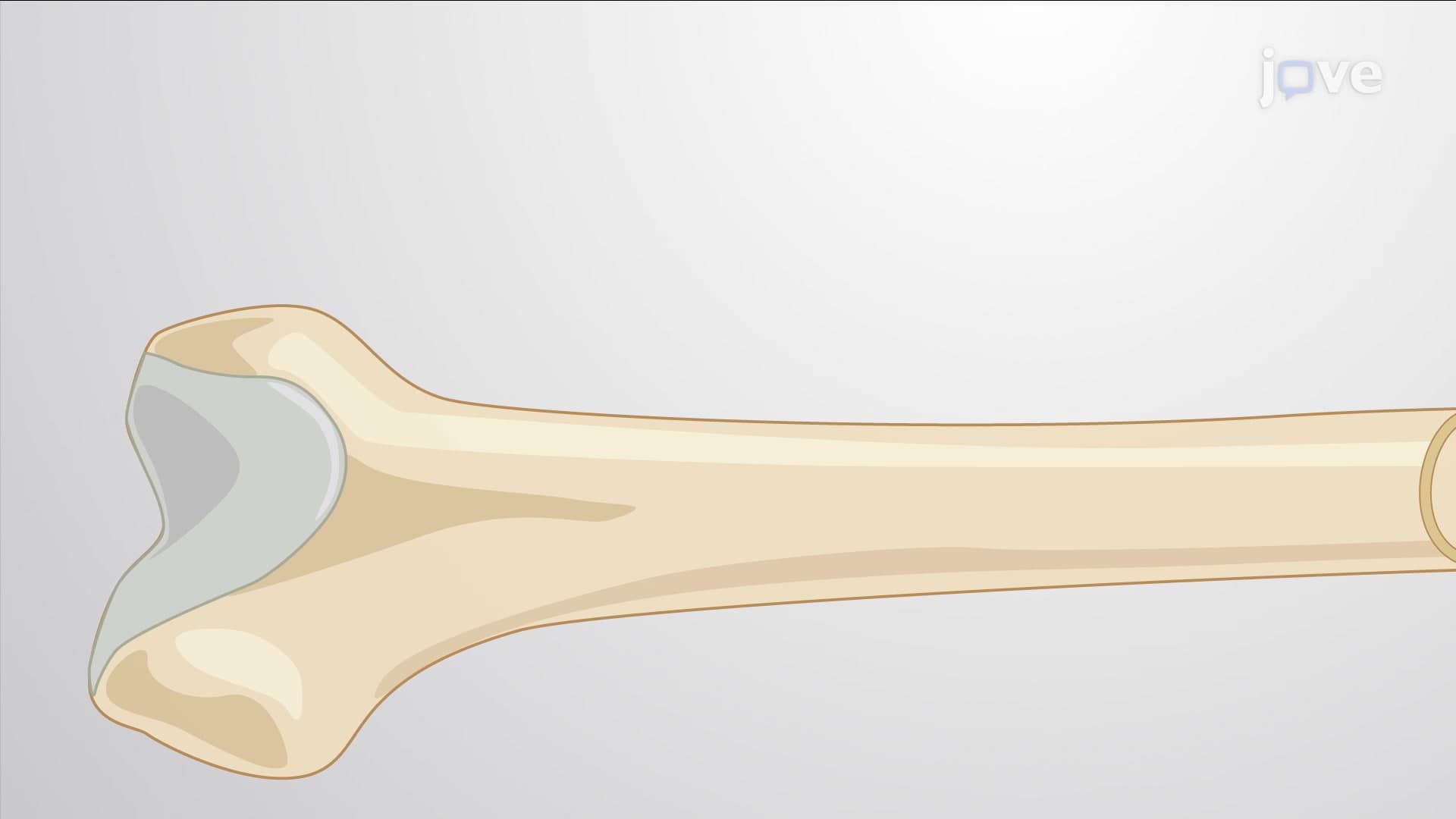 Growth of Cartilage and Bone Tissue
