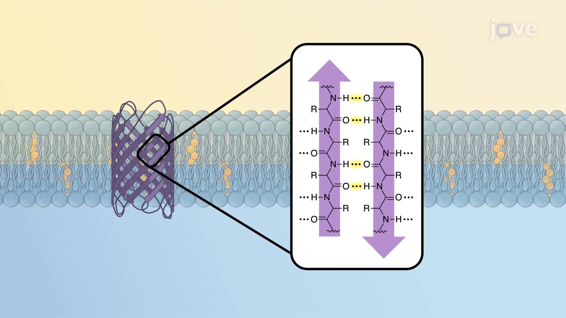 Multi-pass Transmembrane Proteins and β-barrels