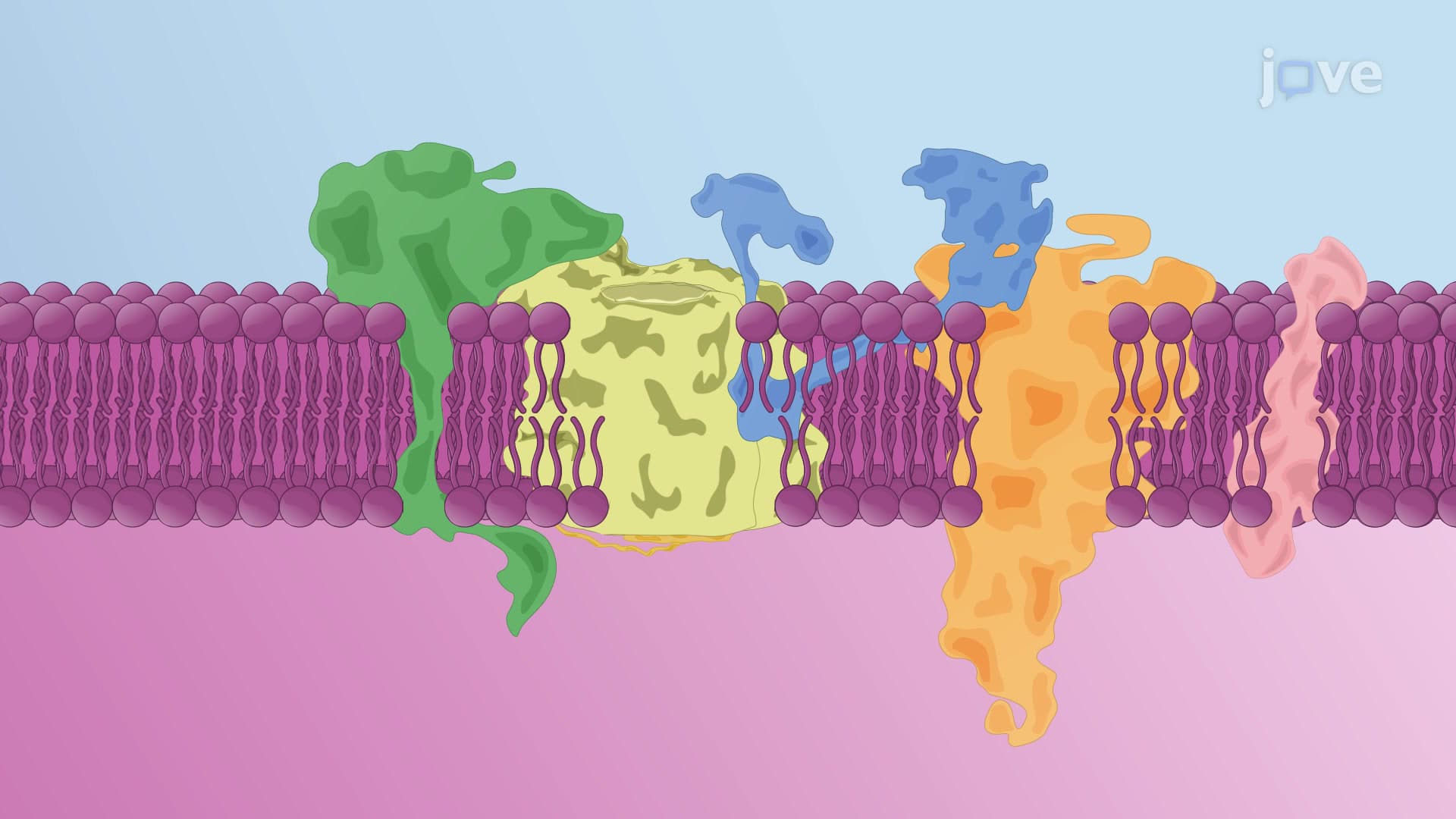 Protein Translocation Machinery on the ER Membrane