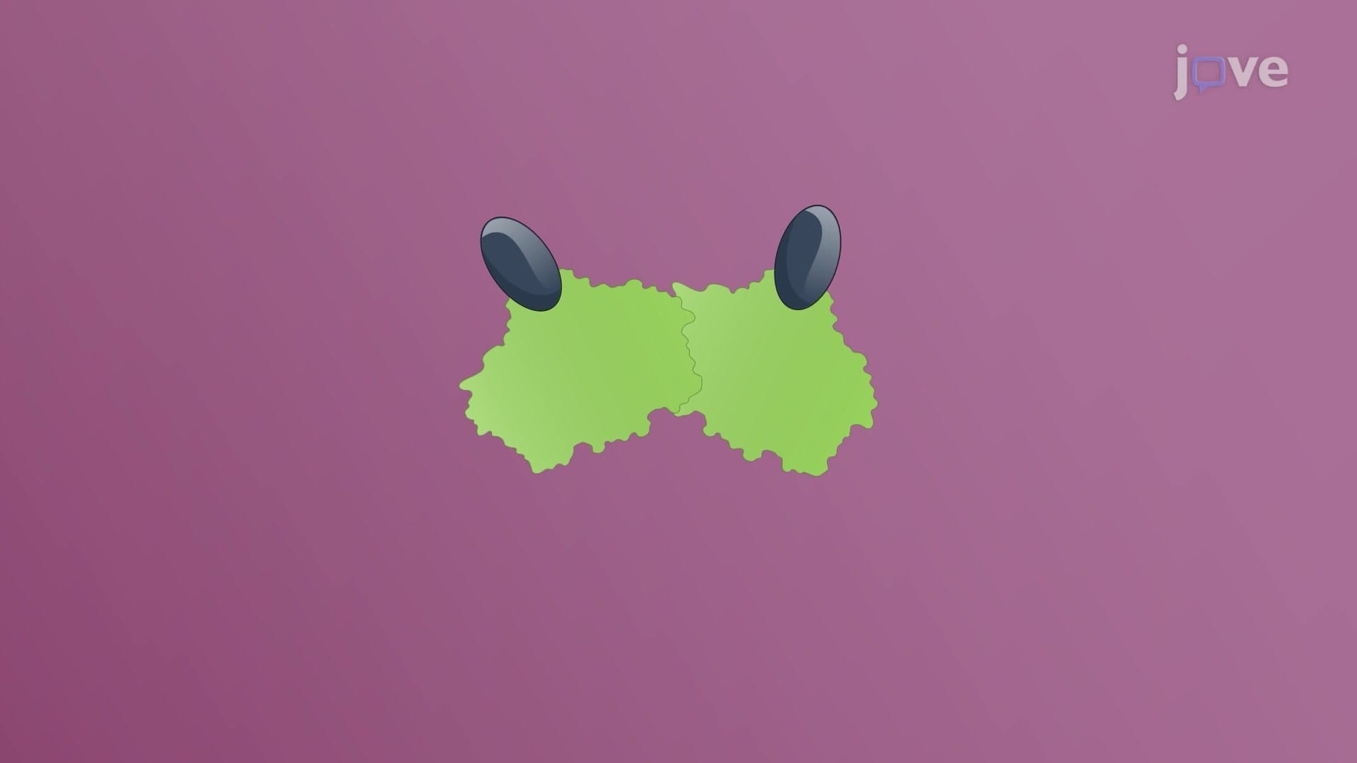 Types of Receptors: Internal Receptors