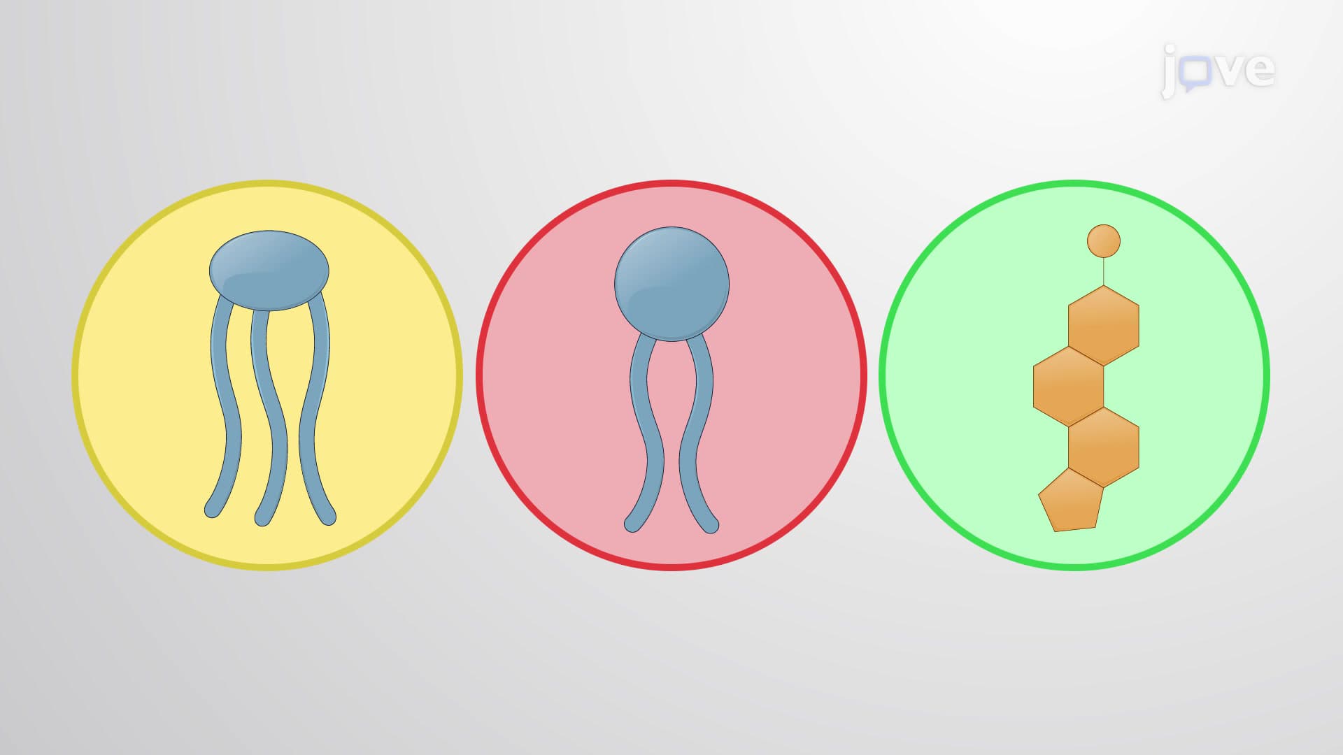 What are Lipids?