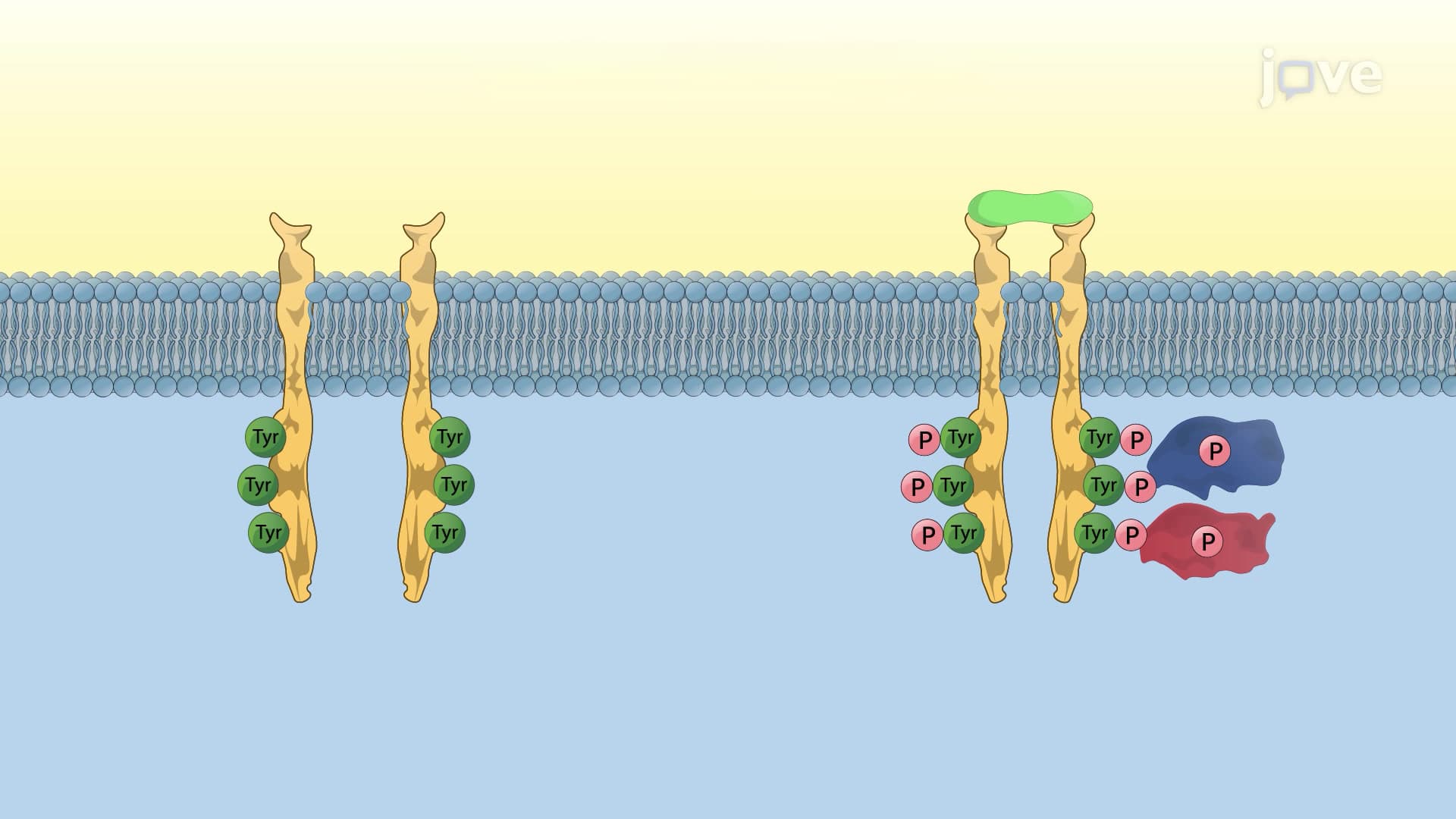 Receptor Tyrosine Kinases
