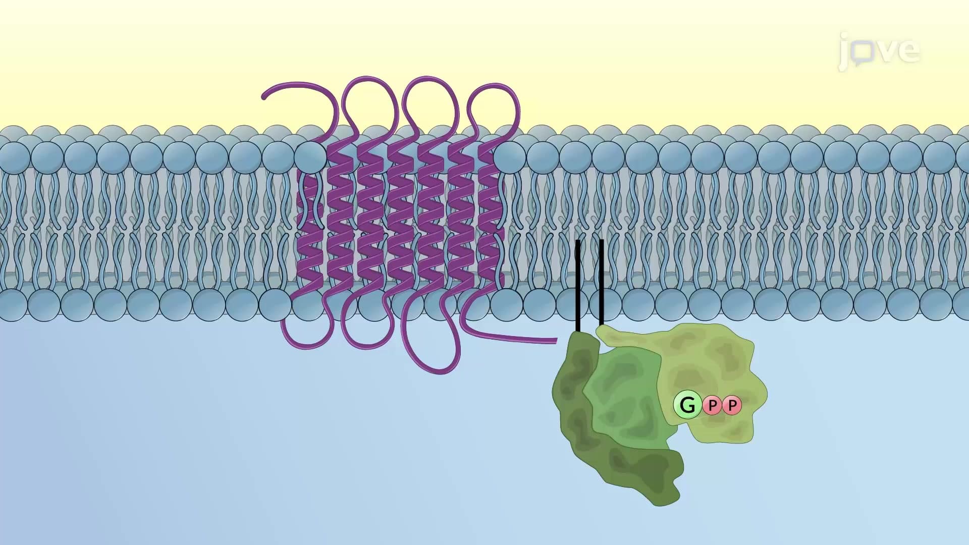 G Protein-coupled Receptors