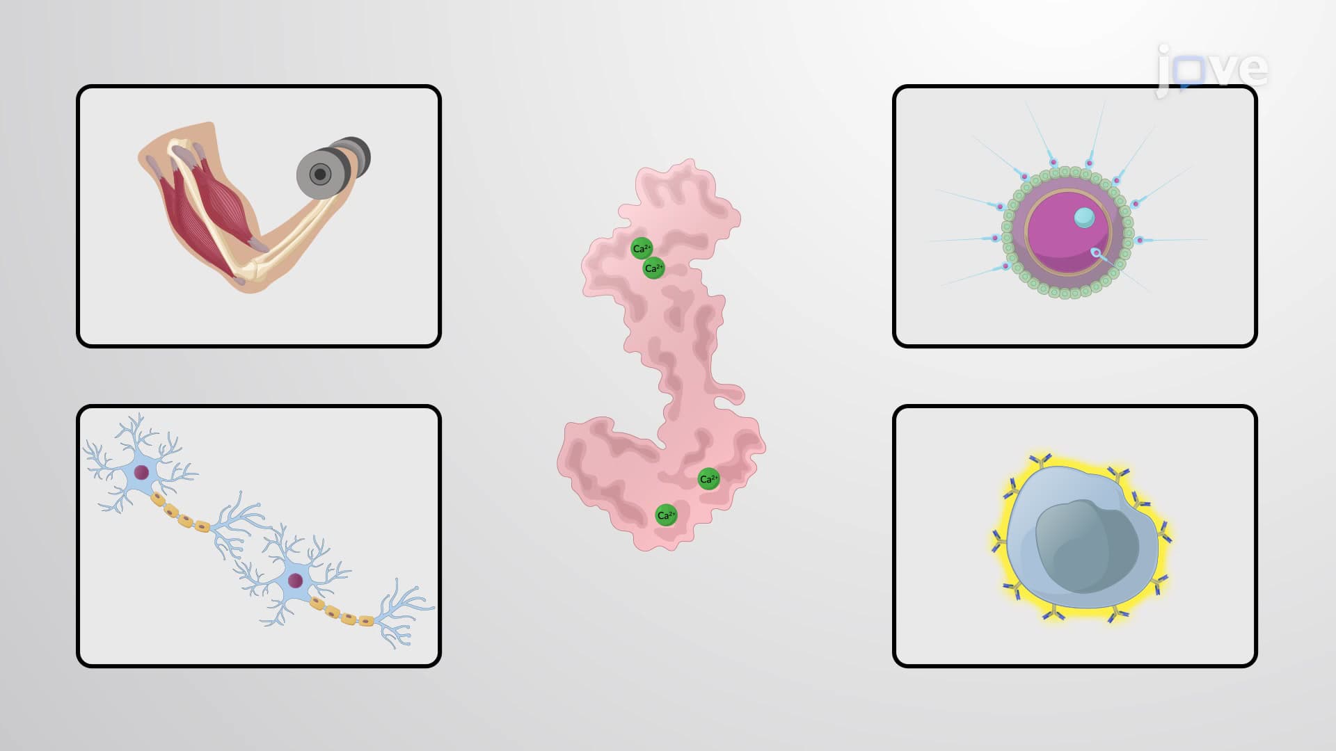 Calcium signaling in plants: Universal and unique paradigms | JoVE ...