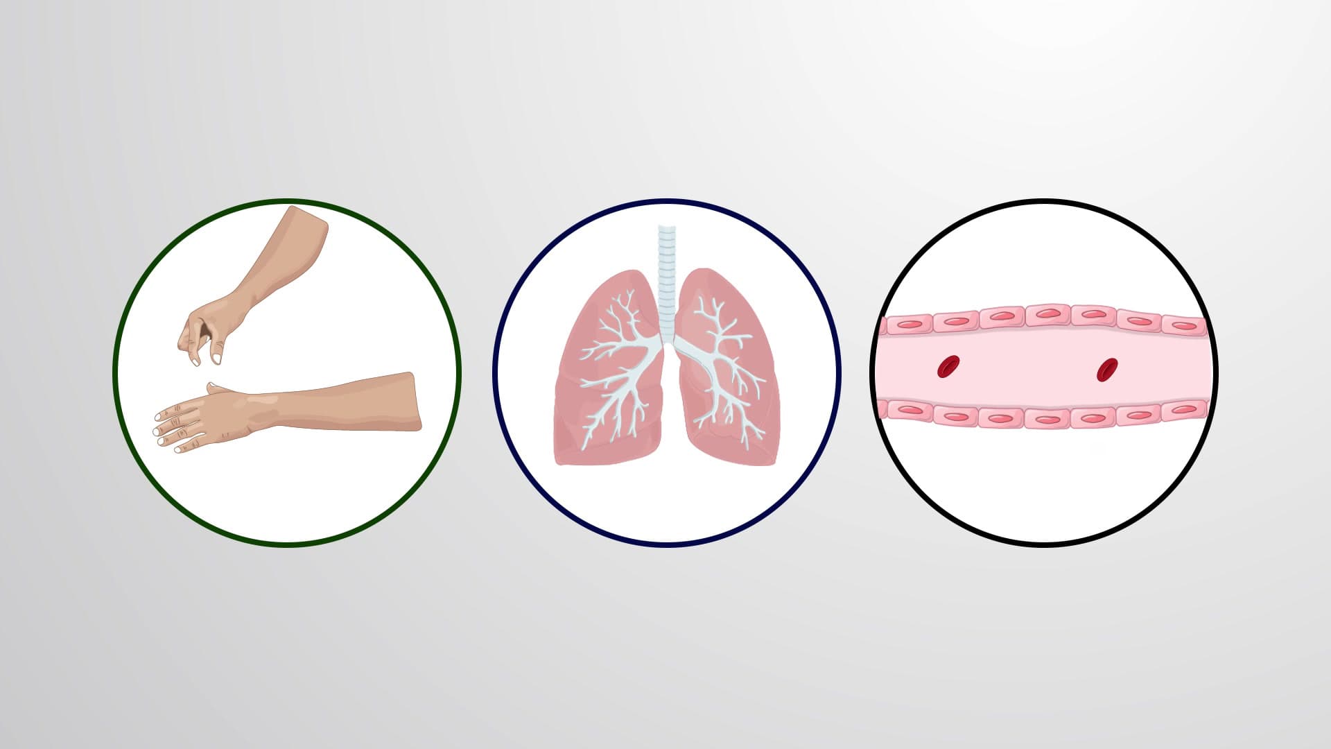 Elastin is Responsible for Tissue Elasticity