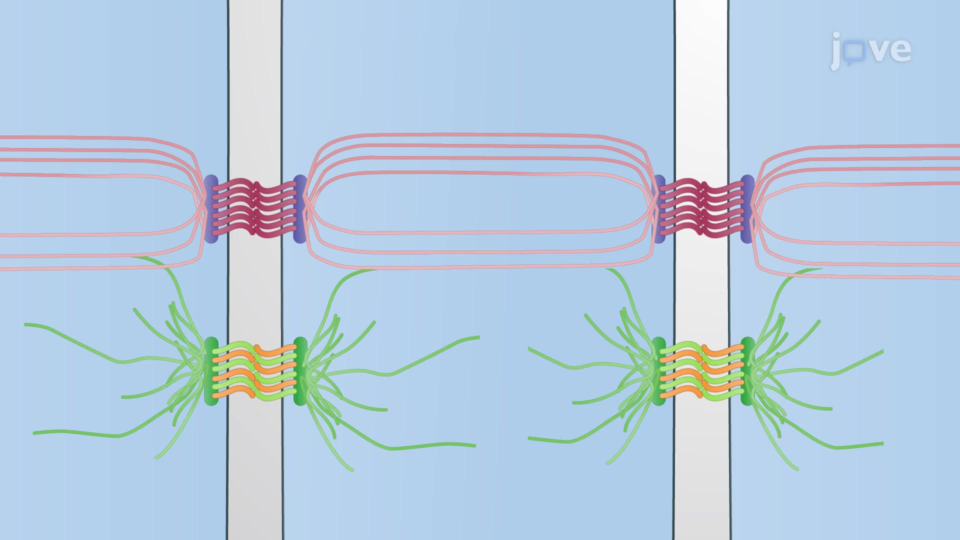 Overview of Cell-Cell Junctions