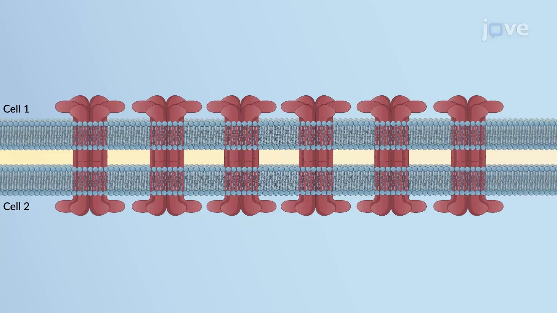 Gap Junctions