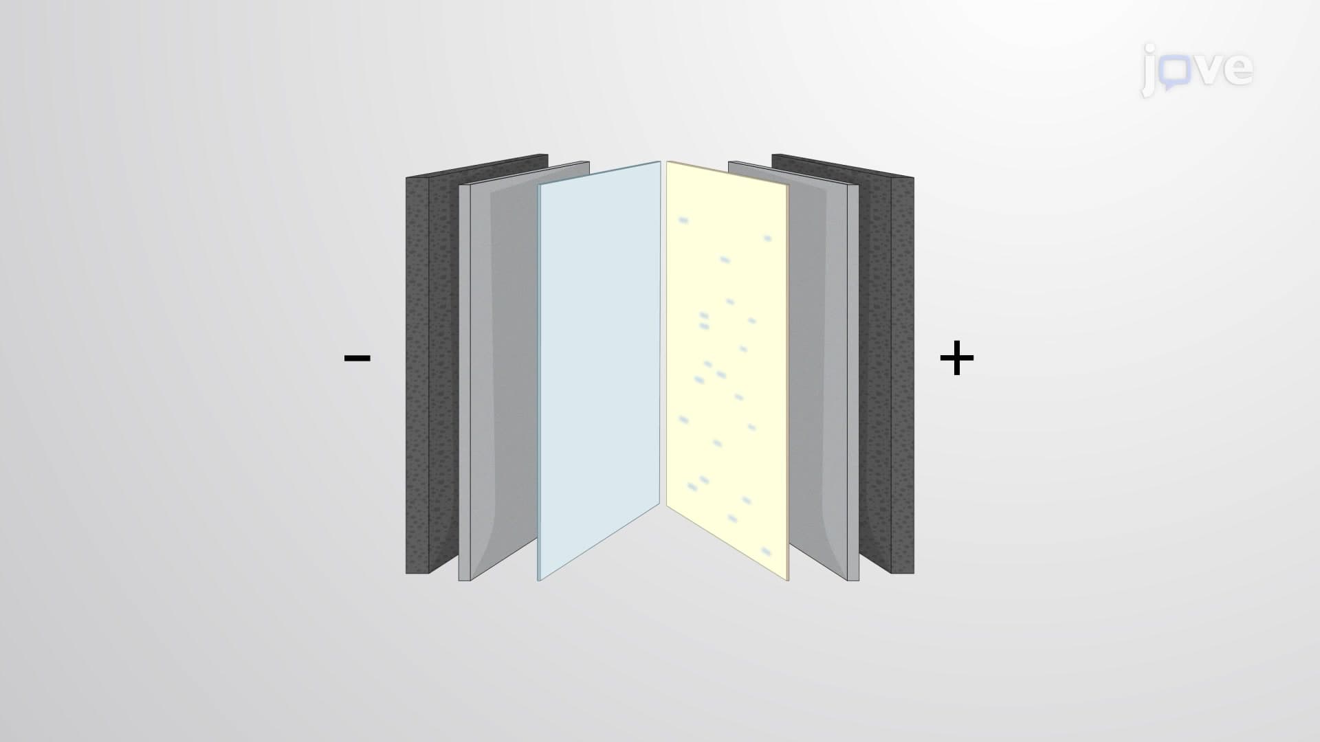 Western Blotting