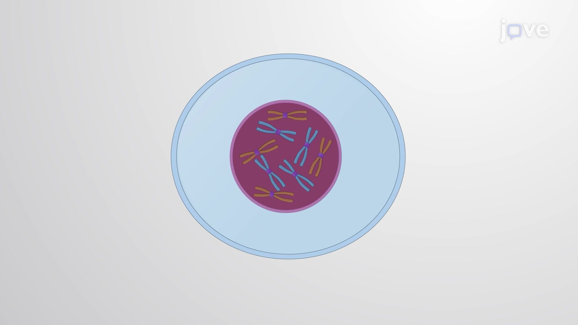 What is Meiosis?
