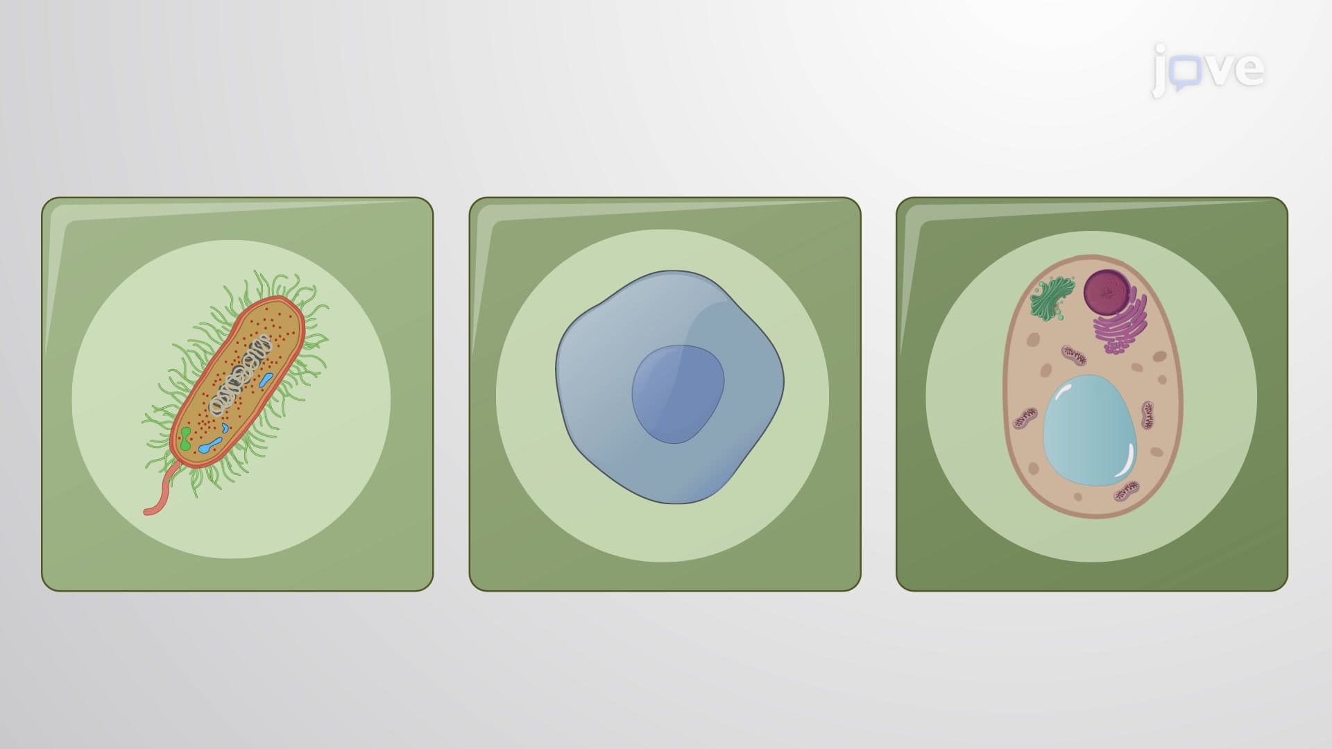 Cell Diversity
