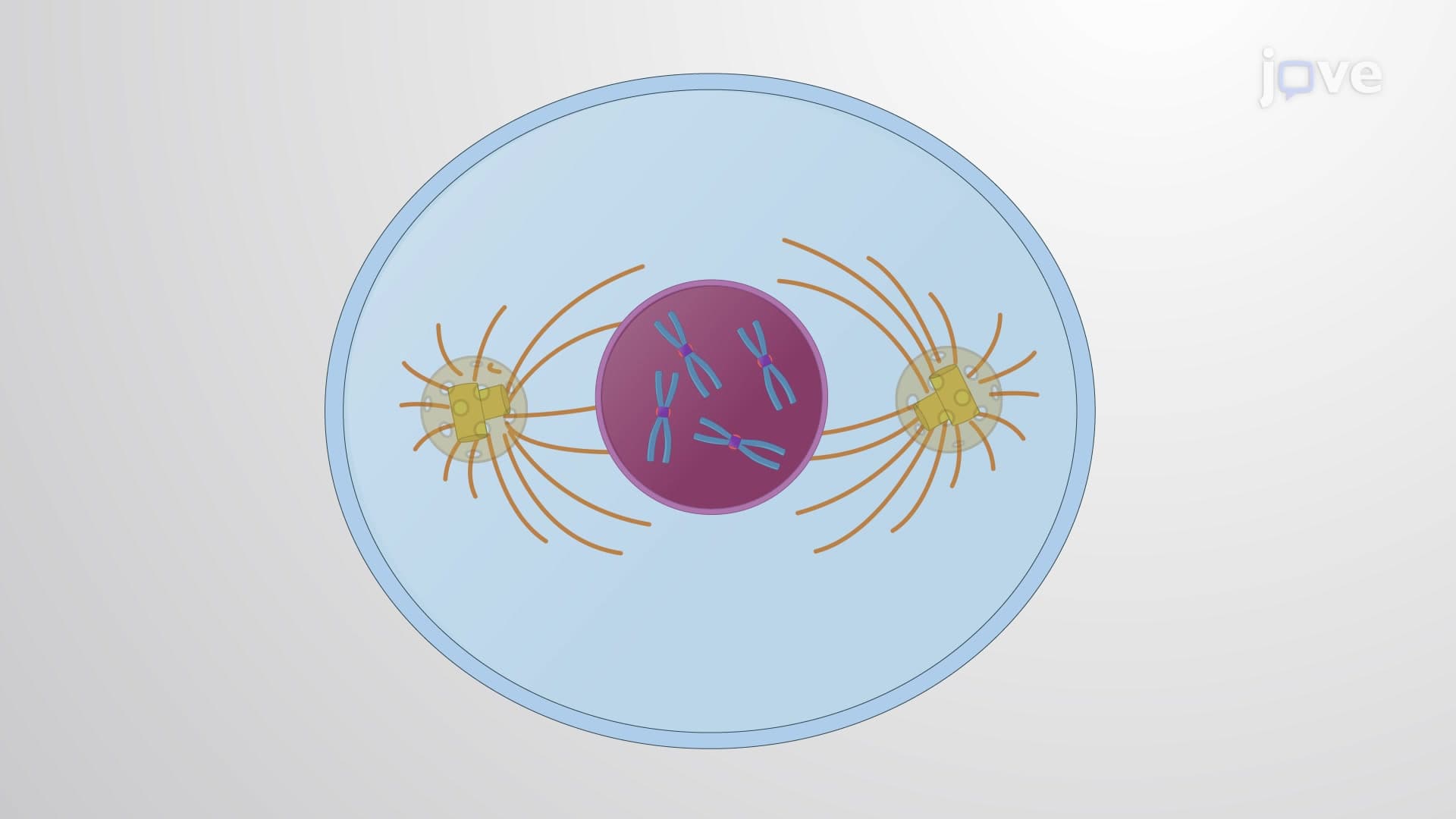 Centrioles and Centrosomes