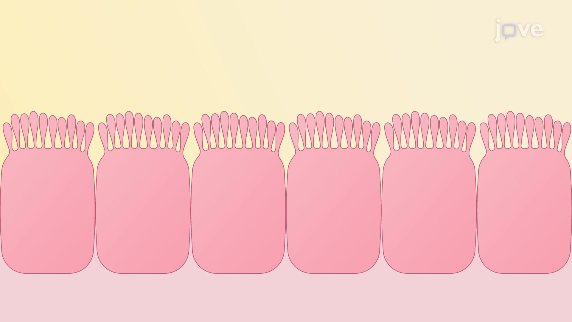 Microvilli