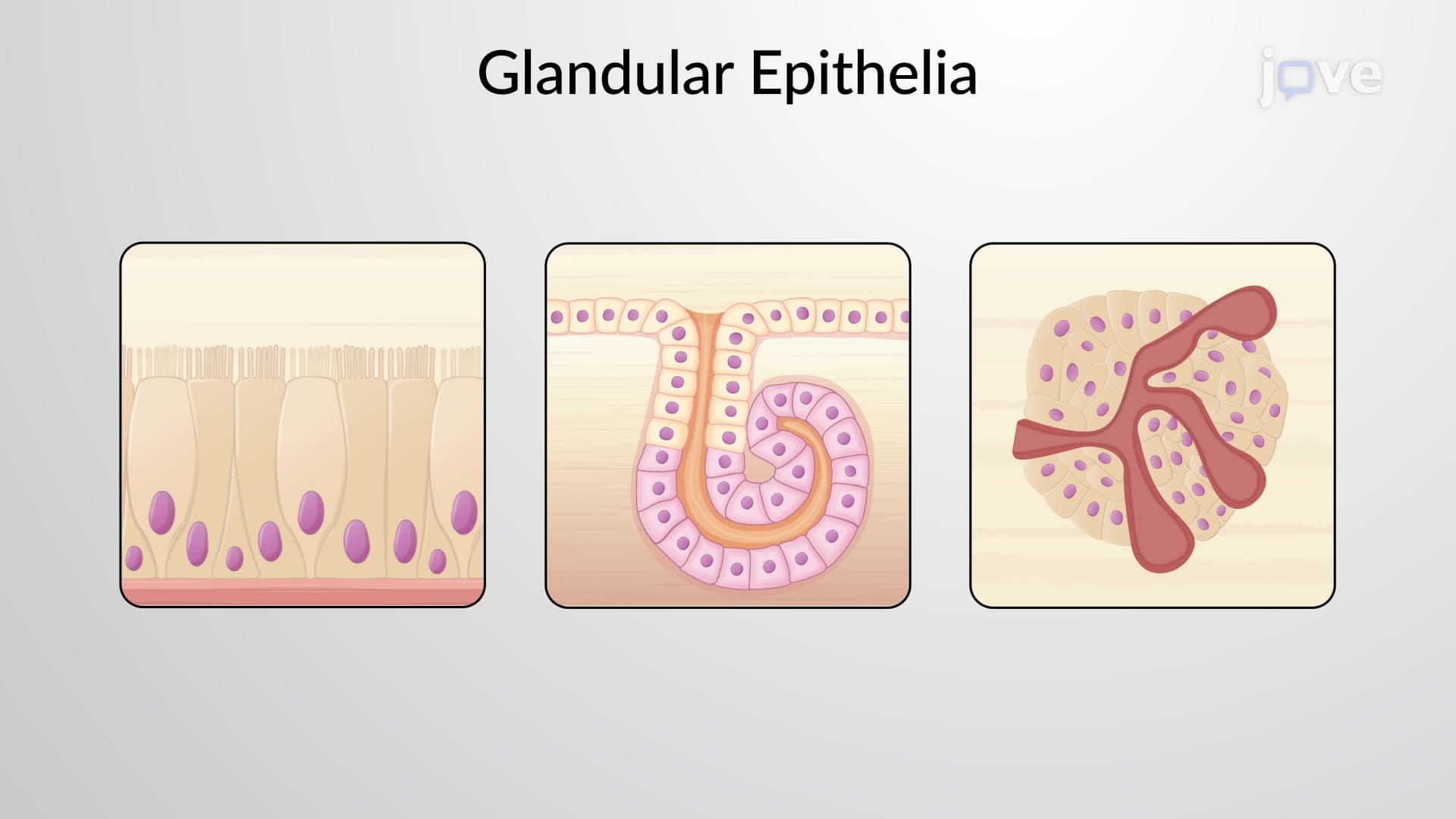 Epithelial Tissues and Their Functions
