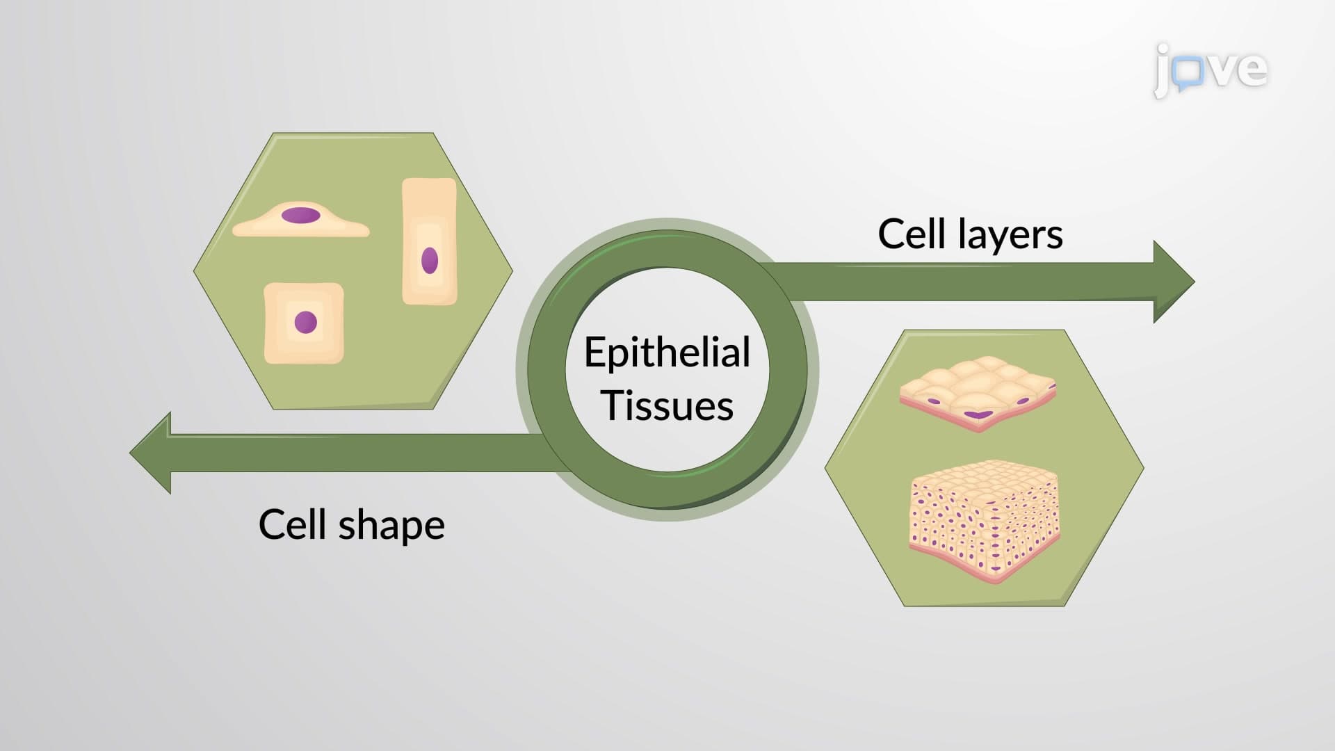 Classification of Epithelial Tissues: Overview