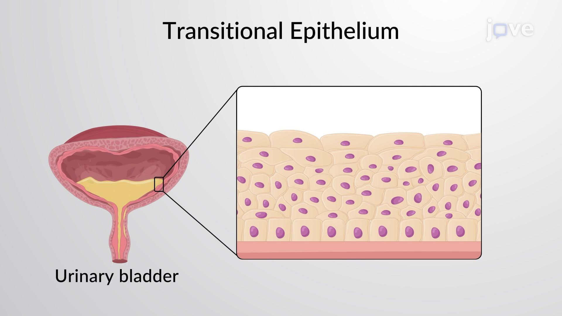 Classification of Epithelial Tissues: Stratified Epithelium