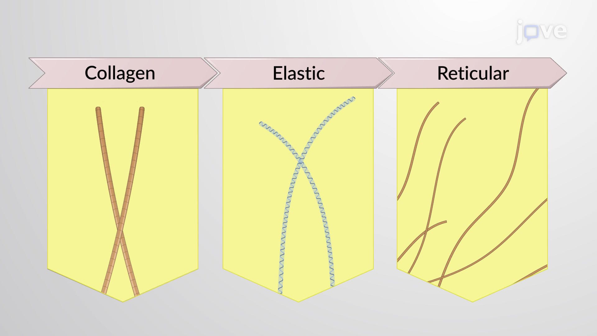 Connective Tissue Fibers and Ground Substance