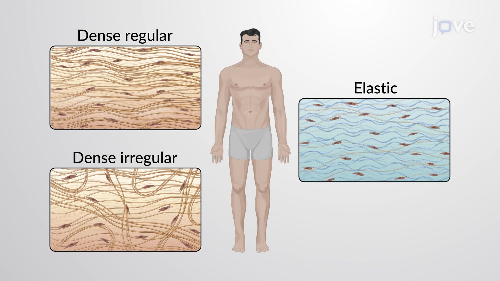 Dense Connective Tissue