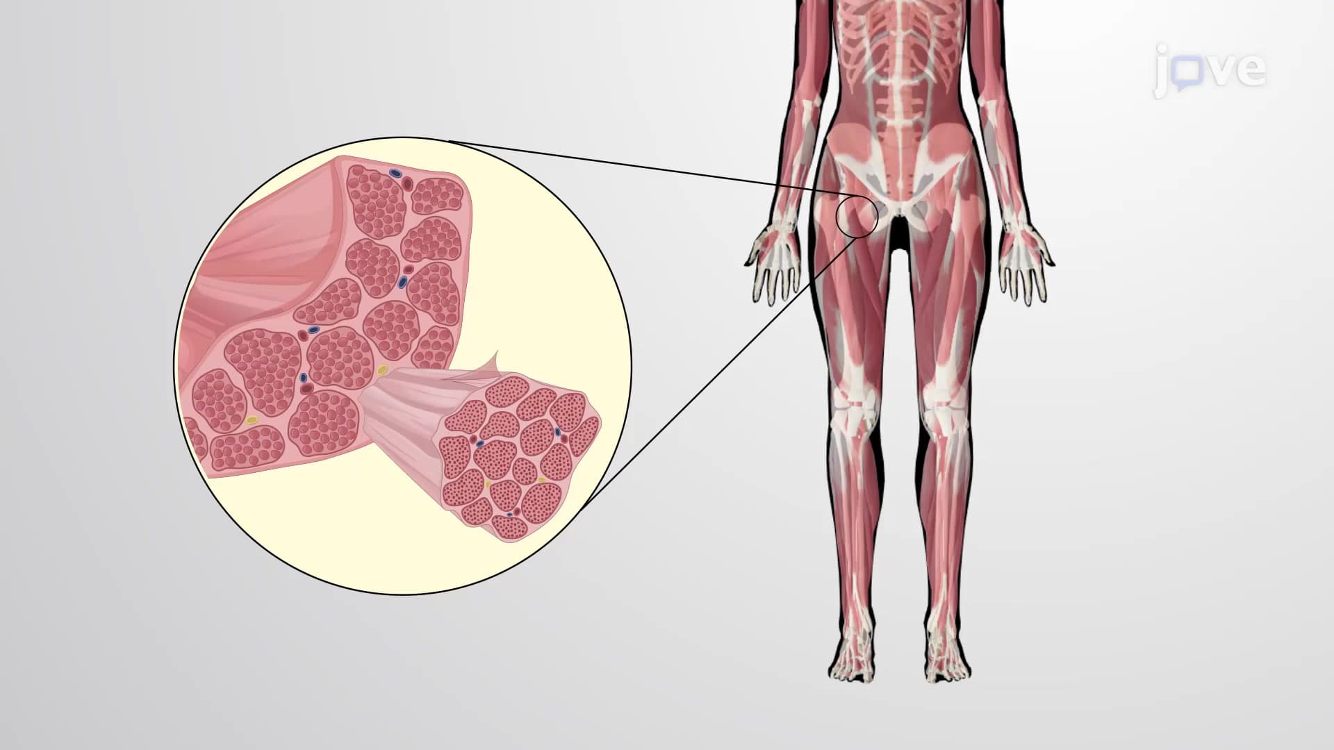 Layers of Connective Tissue Proper