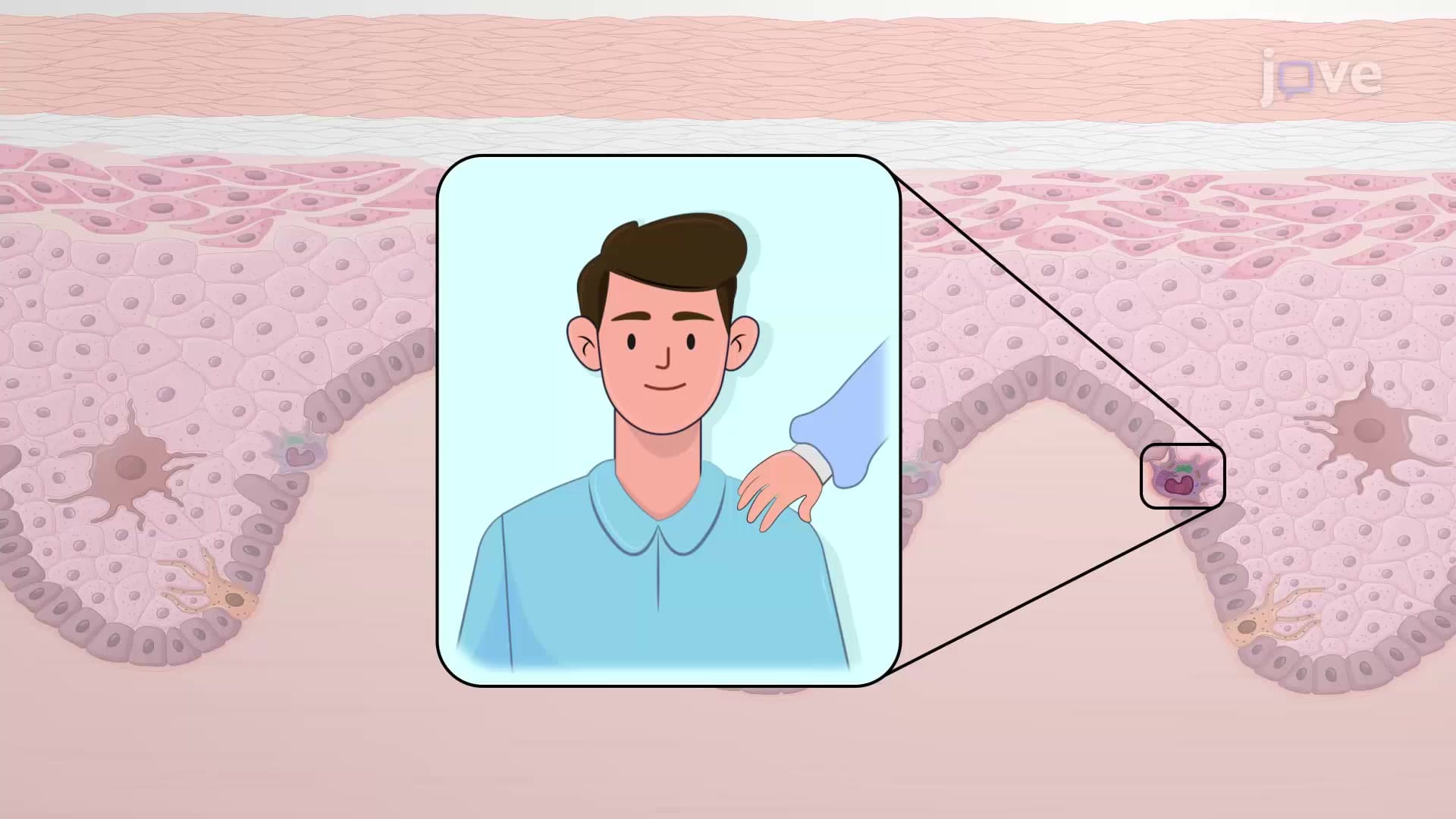 Cells of the Epidermis