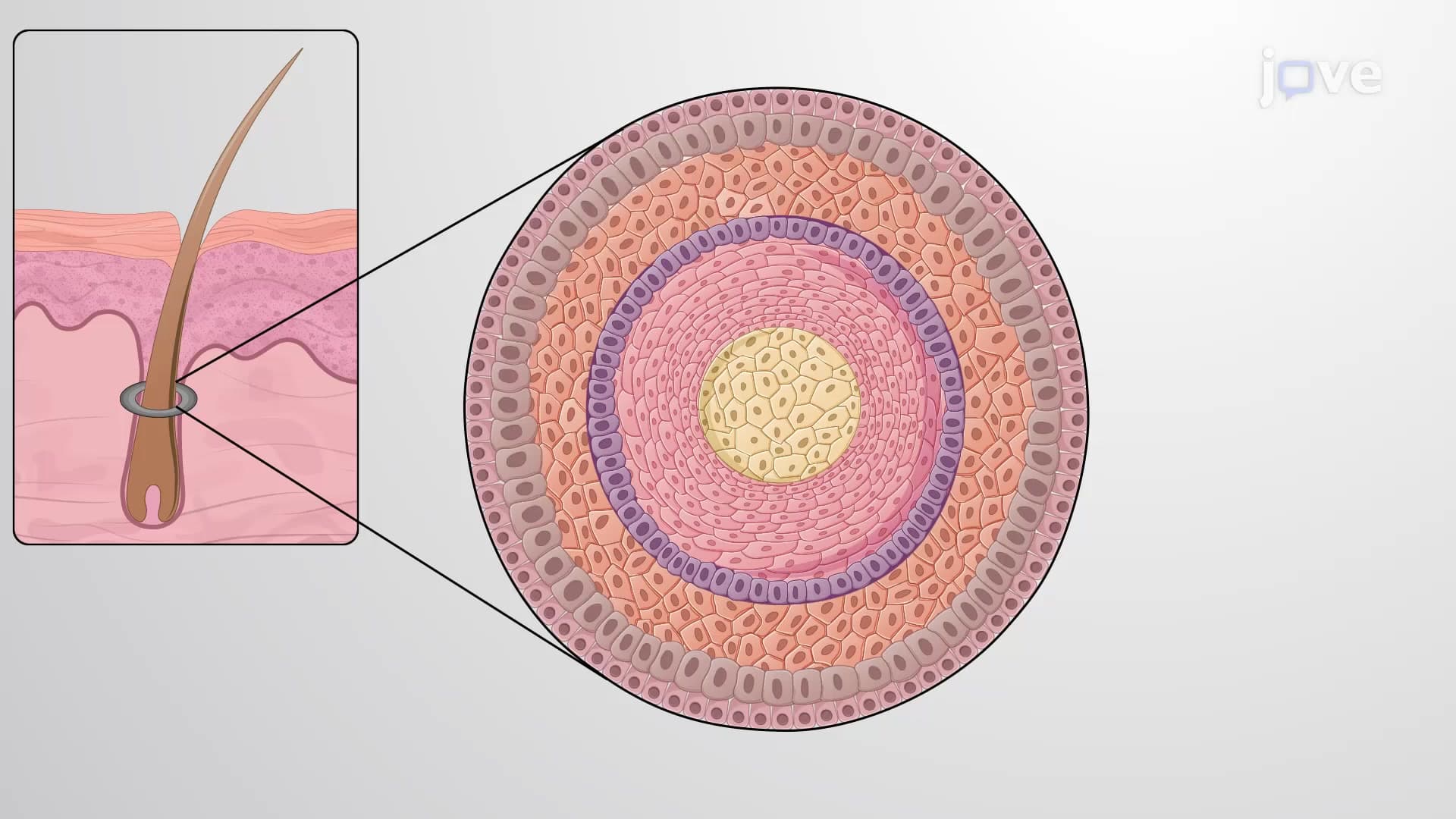 Accessory Structures of the Skin: Hair and Hair Follicles