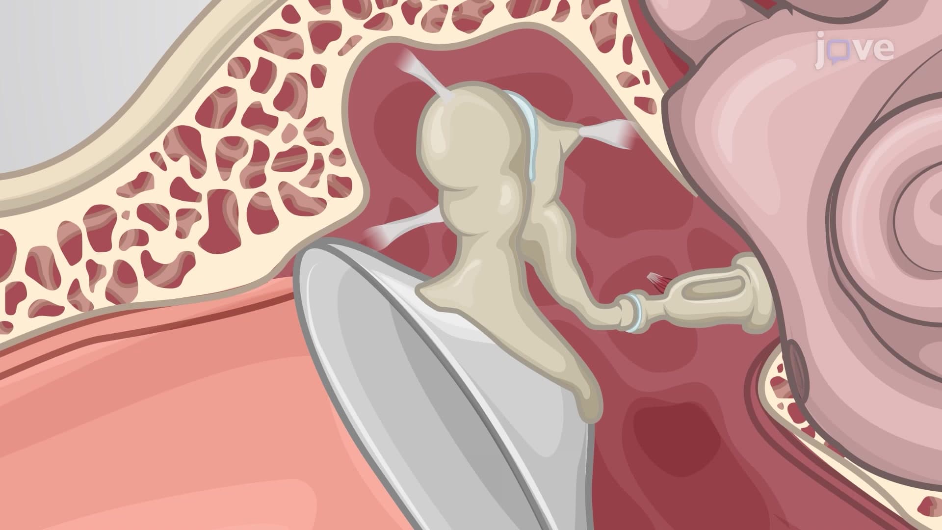 The Auditory Ossicles