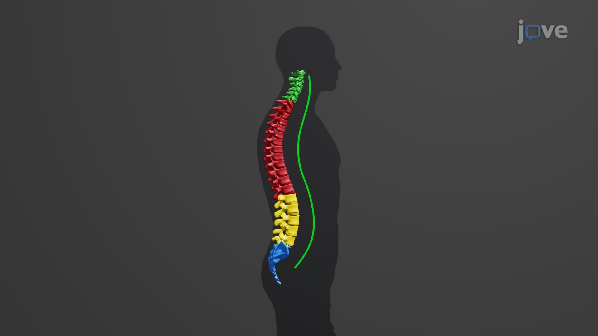 Vertebral Column: Regions and Curvature